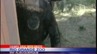 Chimp Dies At Rio Grande Zoo