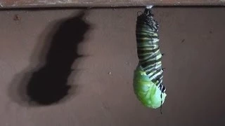 Monarch Butterfly Caterpillar to Chrysalis Transformation