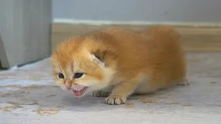 Baby kitten Shin is taking first steps and meowing loudly to call mom cat