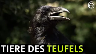 Tiere des Teufels | Erlebnis Erde