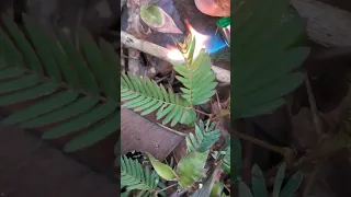 Touch-me-not plant (Mimosa pudica) Responds to Fire,