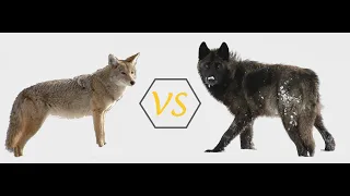 Wolf vs coyote howl. Difference between wolf and coyote.