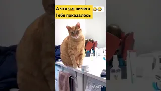 хозяин в дома.смешные моменты. кто #рек #funny #тренд #cat #юмор #смех #trend #прикол