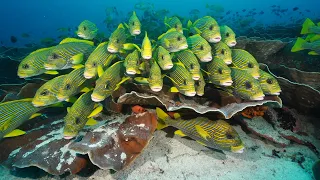 RAJA AMPAT. The  Fragile Paradise