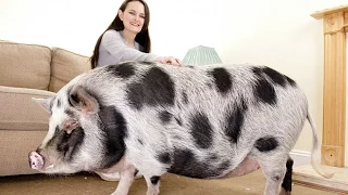 The Truth About Micro Pigs: Full Grown Micro Pigs