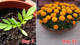 How to grow marigold / Tagetes in pots at home full update