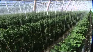 The Future of Farming: Hydroponic Tomatoes | SoCal Connected | KCET