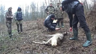 Полювання на браконьєрів на Срібнянщині (ч.2, передача браконьєрів правоохоронним органам).