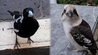 Kookaburras magpies ducks and baby chickens - Casual Chaos and Cuteness #30