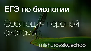 Эволюция нервной системы | Биология ЕГЭ