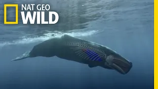 How to Dive Like a Sperm Whale | Whales of the Deep