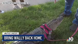 Man hopes to bring emotional support alligator back home: The Lineup