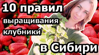 10 правил выращивания клубники в Сибири