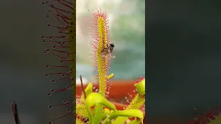 Carnivorous plant wraps around its captured prey