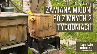 Zamiana miodni do góry po zimnych dwóch tygodniach