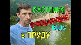 Как избавиться от цветения воды. Растения очищающие воду