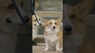 Queen's Corgis Say Final Goodbye in Windsor