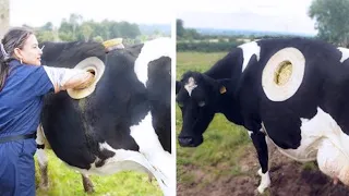 15 Cows You Won’t Believe Actually Exist