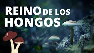 The amazing FUNGI KINGDOM or mushrooms: characteristics, nutrition, reproduction🍄