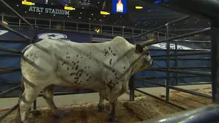 The Battle For The WORLD CHAMPION Bucking Bull Title 2020!