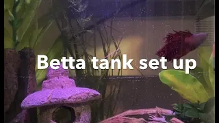 How To Set Up A Betta Fish Tank