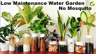 Water Garden Without Mosquito/ Water Garden Idea/How To Avoid Mosquitos In Water Plants/GARDEN4U