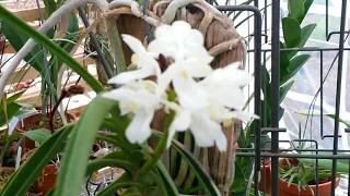 Цветение Орхидеи. Вандовая группа