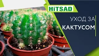 Кактус 🌵Посадка и Уход 🌵 Полезные советы