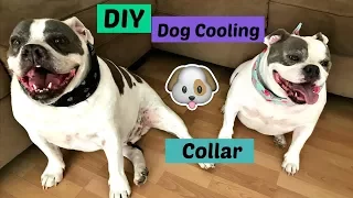 DIY easy to make dog cooling collar