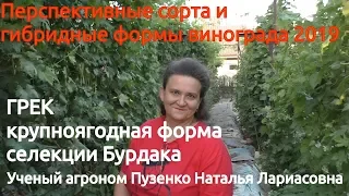 Виноград Грек селекции Бурдак А.В. (Пузенко Наталья)