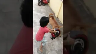 pitbull dog play with kids /in tamil