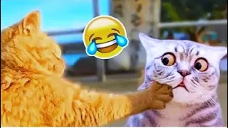 1 Hour of Funniest Animals 2023 😍 New Funny Cats and Dogs Videos 😹🐶