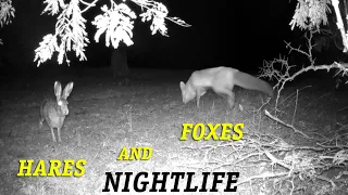 Зайцы и Лисицы - Ночная жизнь / Hares and foxes - Nightlife. Autumn