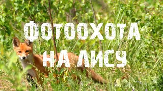 Фотоохота на лису