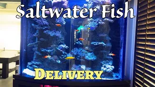 Adding fish to saltwater tanks