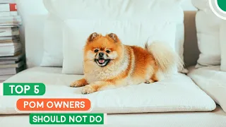 5 Things Pom Owners Often Do But They're WRONG | Pomeranian Planet