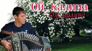 Очень красивая песня ОЙ КАЛИНА, ОХ МАЛИНА - Алексей Кракин /под гармонь