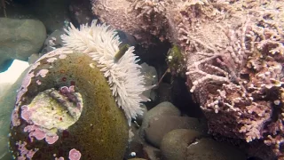 Shag Rug Aeolid (Aeolidia papillosa)