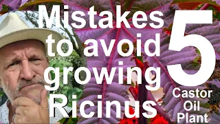 Five Mistakes to Avoid Growing Ricinus communis - Castor Oil Plant