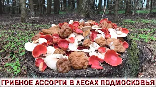 ❗ГРИБНОЕ АССОРТИ В ЛЕСАХ ПОДМОСКОВЬЯ.👉ВЁШЕНКА🍄СТРОЧОК ГИГАНТСКИЙ🍄САРКОСЦИФА🍄Весенние грибы