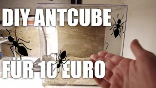 Das erste Formikarium?! - ANTCUBE selbst bauen