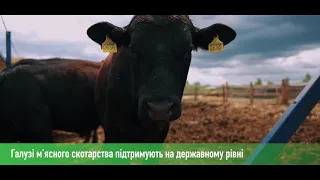 На Костопільщині розводитимуть ВРХ абердино-ангуської м’ясної породи