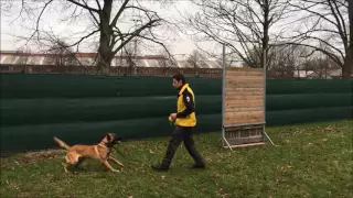 12 month old malinois puppy in full control