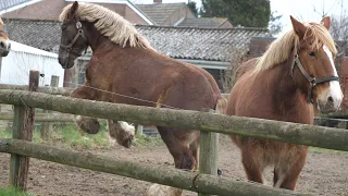 Playing and working Belgian draft horses