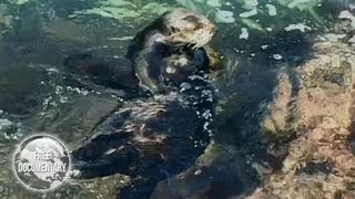 The Best Documentary Ever - Otter trying to revive its dead baby! What a sacrifice!