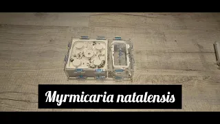 Myrmicaria natalensis | AntOnTop