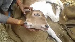 Two Headed Calf Born In India