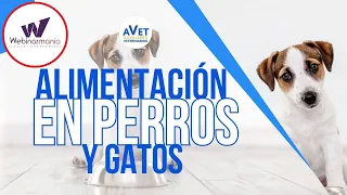 Alimentación en perros y gatos