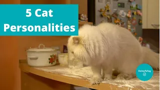 5 Cat Personalities