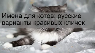 Имена для котов: русские варианты красивых кличек